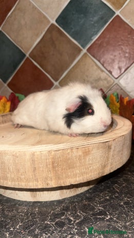 Guinea Pig rodents Baby guinea pigs - Advert 15