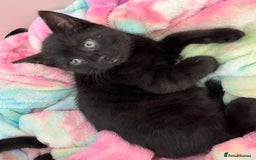 Mixed Breed cats for sale: 6 kittens for sale - Image 13