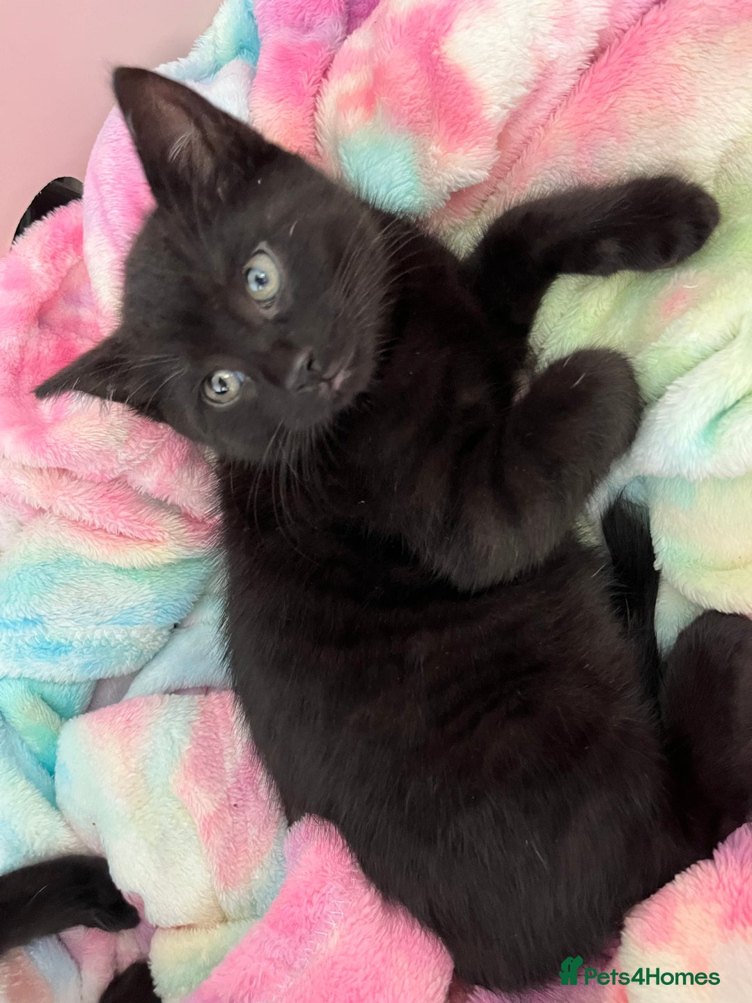 Mixed Breed cats for sale: 6 kittens for sale - Image 13