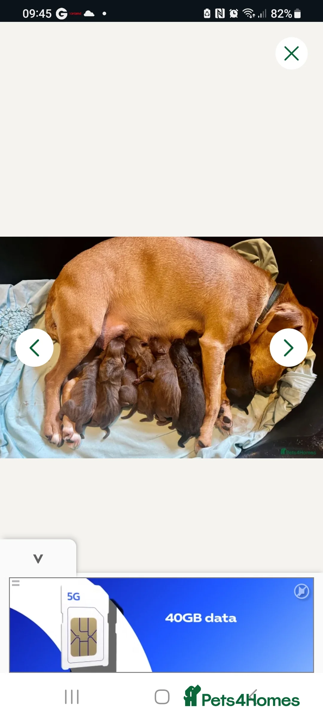 Patterdale Terrier dogs for sale: Beautiful chocolate Paterdale Terrier 4 months old in Stevenage - Advert 22