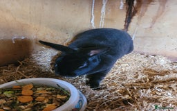 Rex rabbits for sale: 'Button' stunning black Mini Rex buck - Image 7