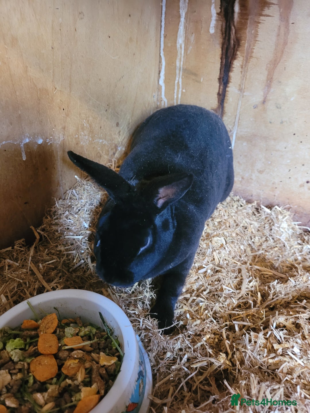 Rex rabbits for sale: 'Button' stunning black Mini Rex buck - Image 7