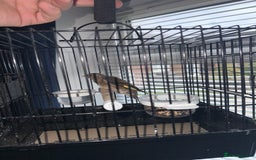 Mixed Breed birds for sale: Goldfinch mule (cock) - Image 1