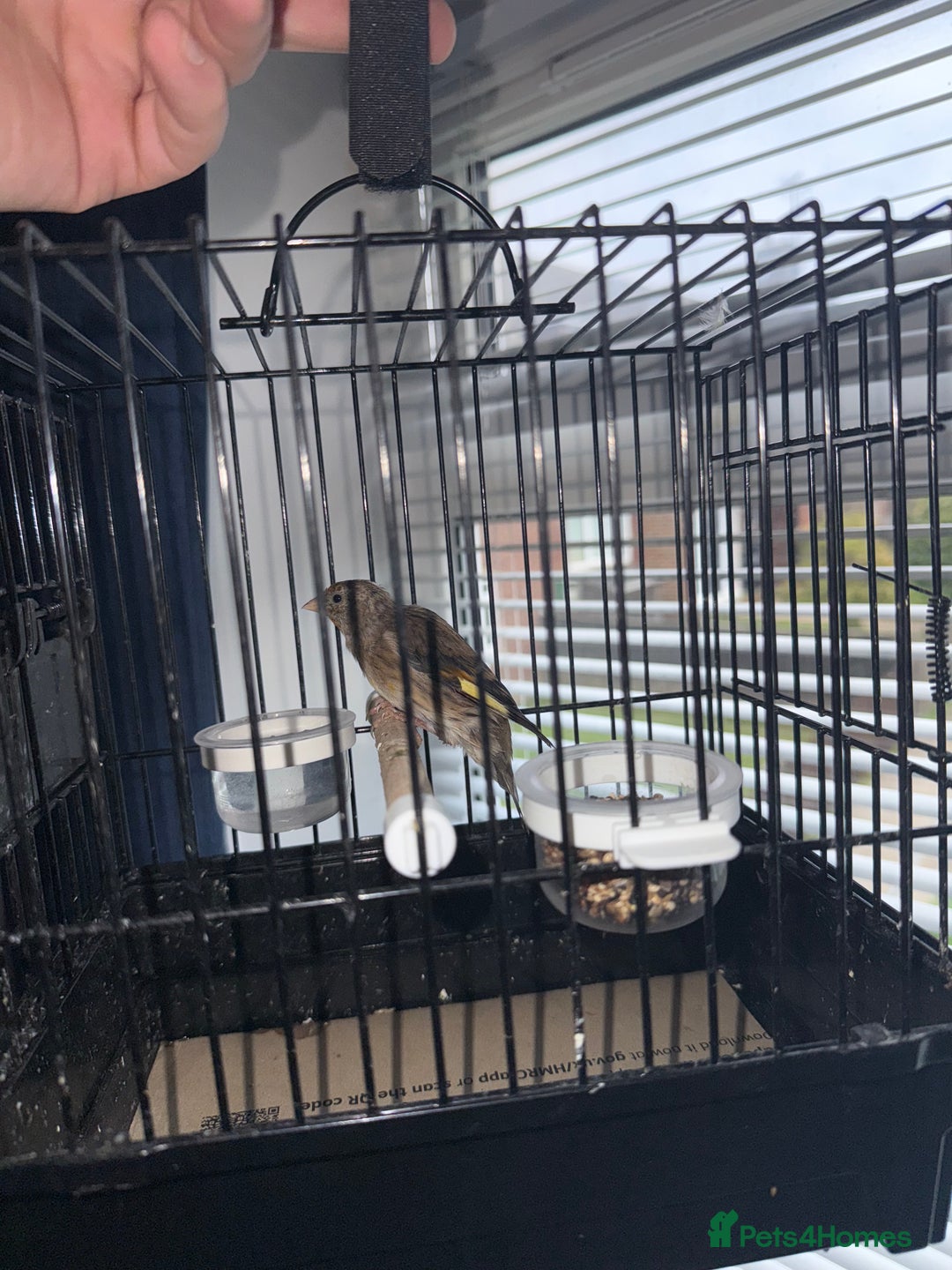 Mixed Breed birds for sale: Goldfinch mule (cock) - Image 1