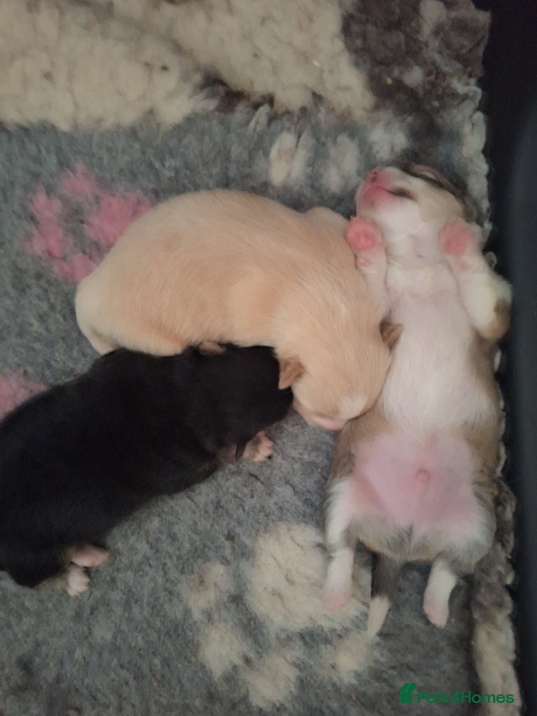 Pomeranian dogs for sale: Little cuties - Advert 18