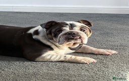 English Bulldog dogs for sale: Bonnie  - Image 2