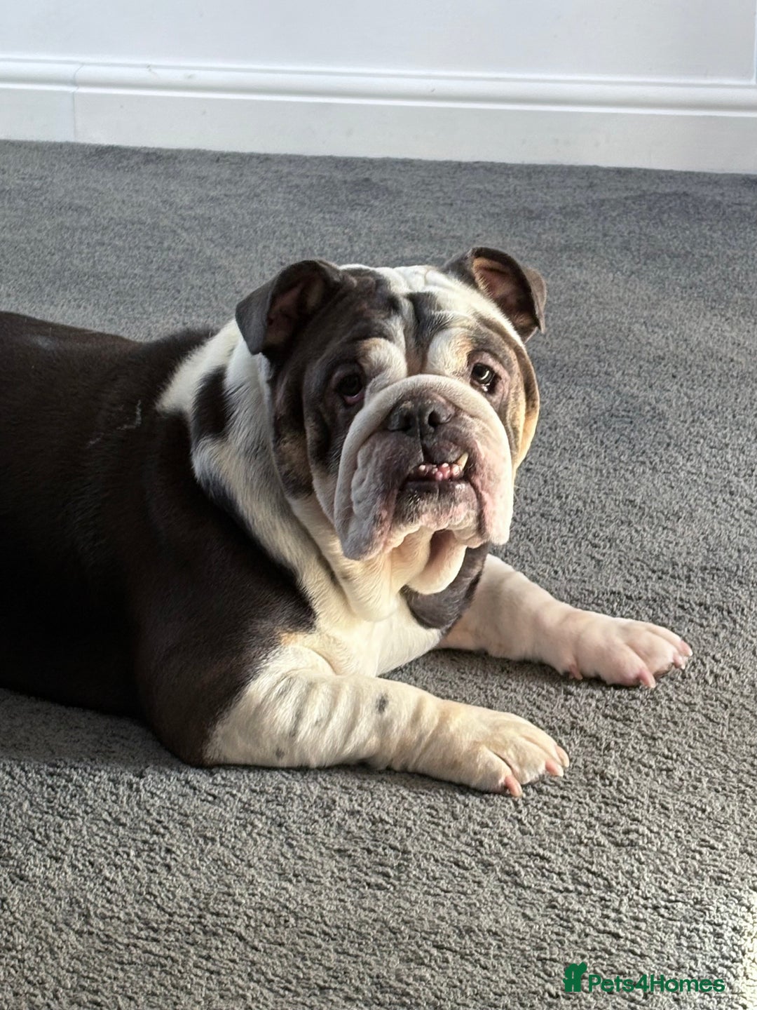 English Bulldog dogs for sale: Bonnie  - Image 2