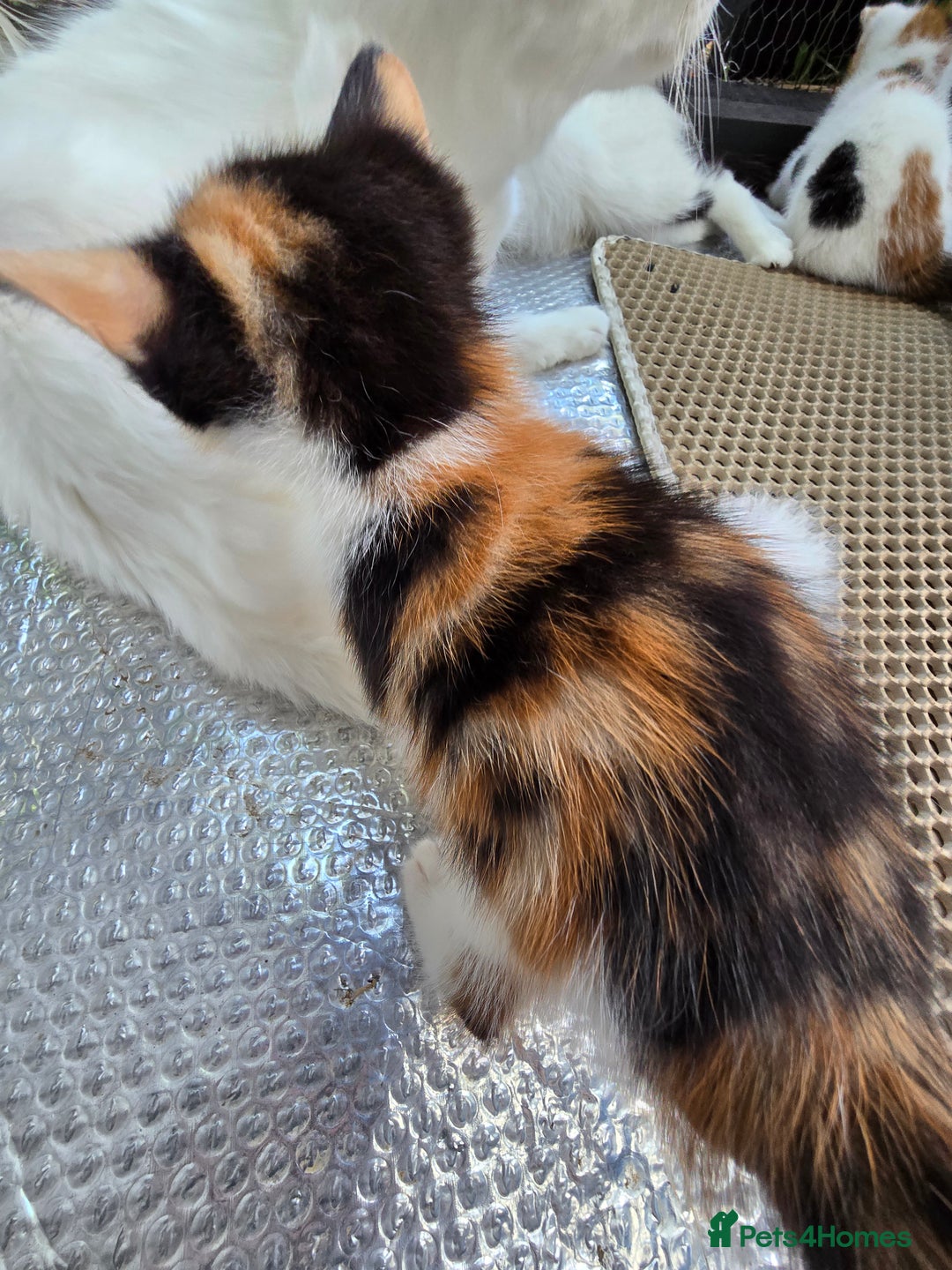 Mixed Breed cats for sale: Premium mixed breed kittens - Image 24