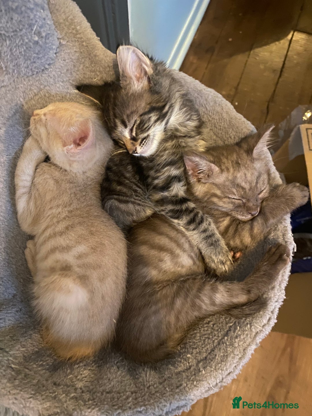 Mixed Breed cats for sale: Last little boy looking for forever home - Advert 11