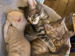 Mixed Breed cats Last little boy looking for forever home - Advert 14