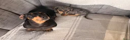 Chiweenie dogs for sale: Gorgeous Chiweenie puppies for sale - Advert 8
