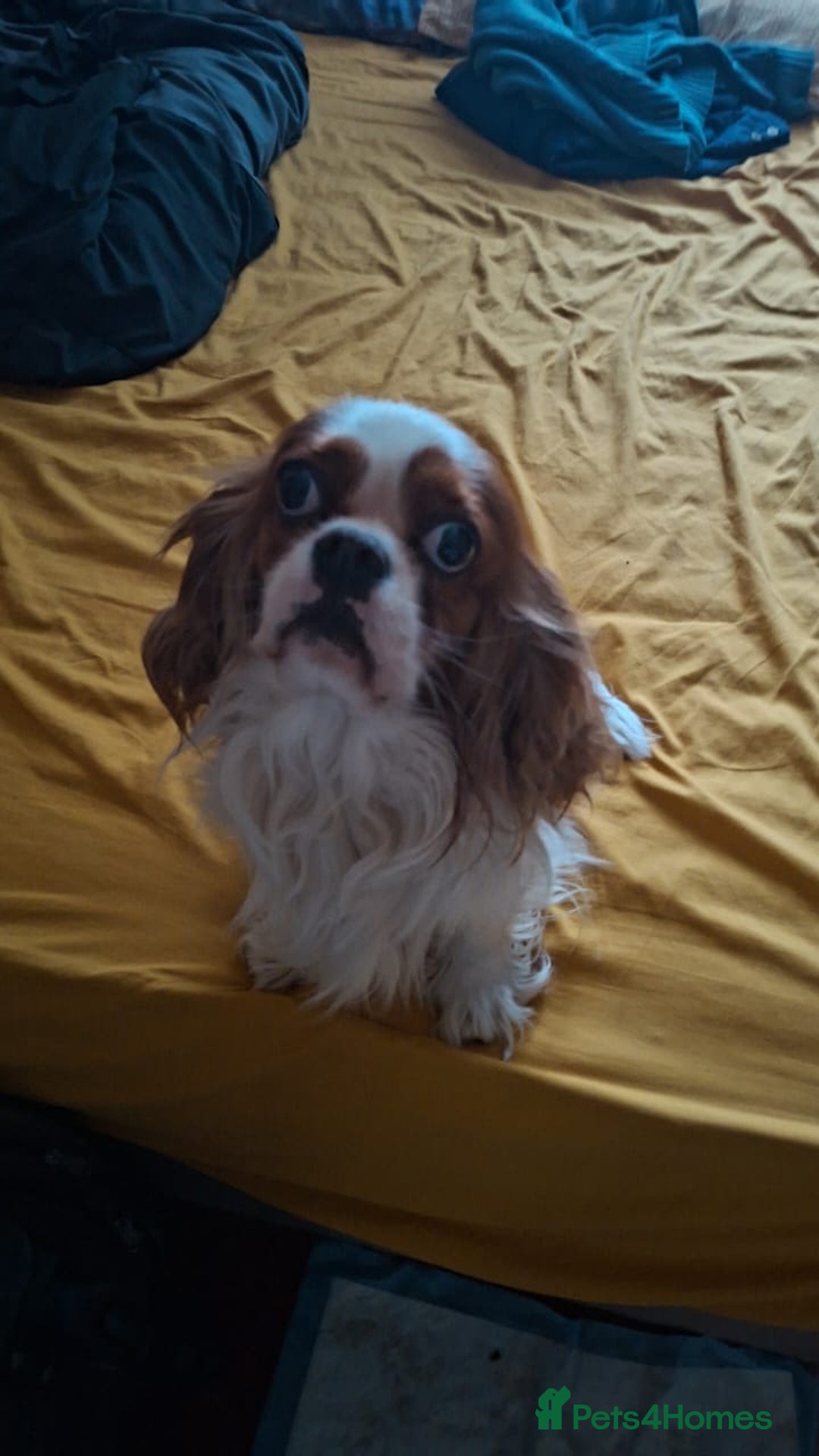 Cavalier King Charles Spaniel dogs for stud: Stud Service - Advert 3