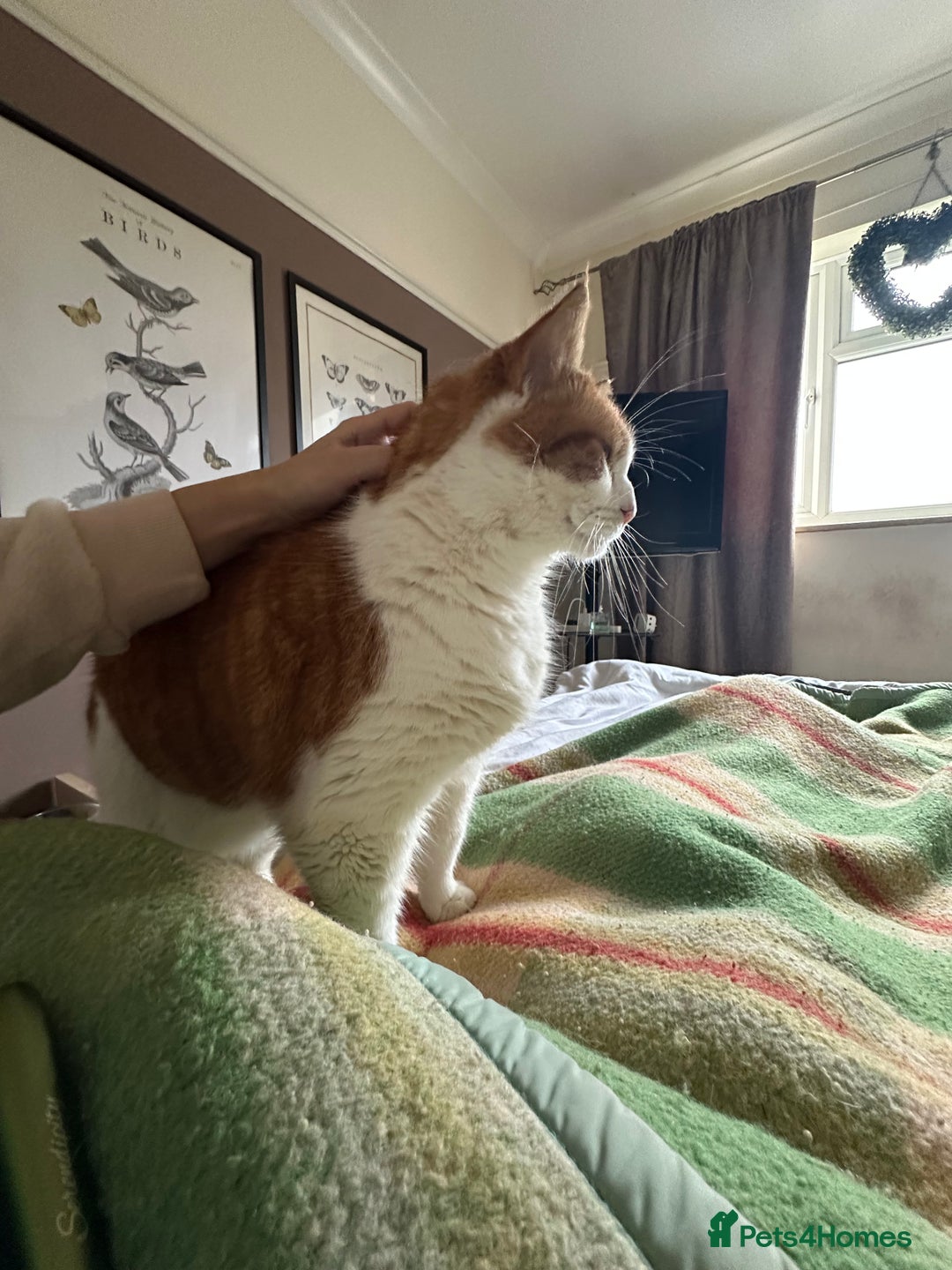 Domestic Shorthair cats for sale: Momie the Foodie - Advert 9