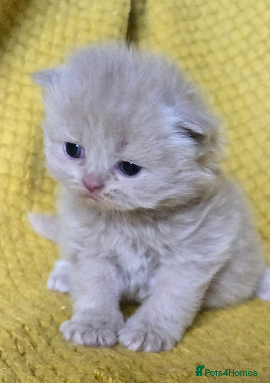 British Shorthair cats for sale: 1 BOY LEFT TICA reg BSH and BLH kittens - Advert 13