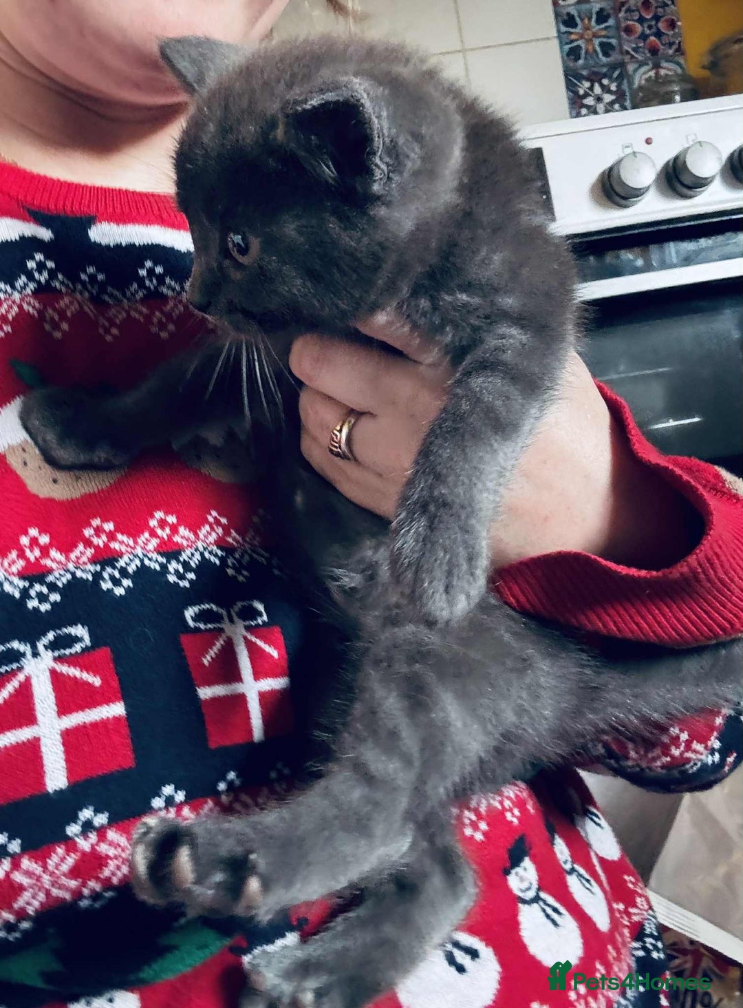 Mixed Breed cats for sale: Kittens mix - Advert 4