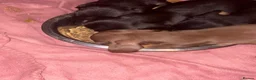 Miniature Dachshund dogs for sale: Ready now Kc Pedigree mini dachshund pups - Advert 3