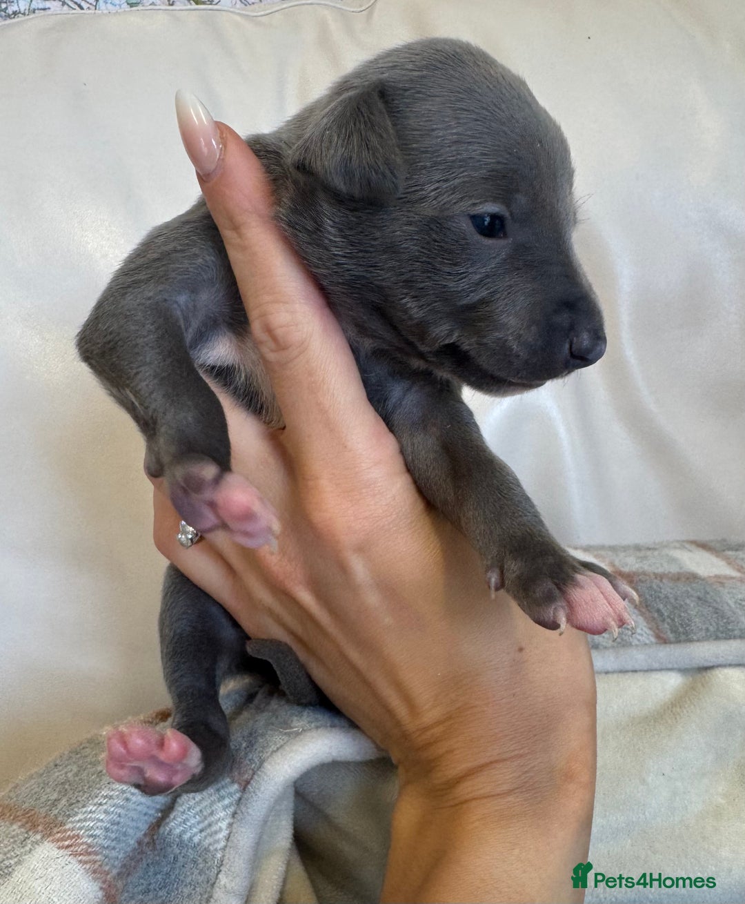 Whippet dogs for sale: KC Registered Blue Whippets - Image 11
