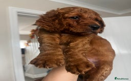 Cockapoo dogs for sale: Beautiful f2 puppies  - Image 8