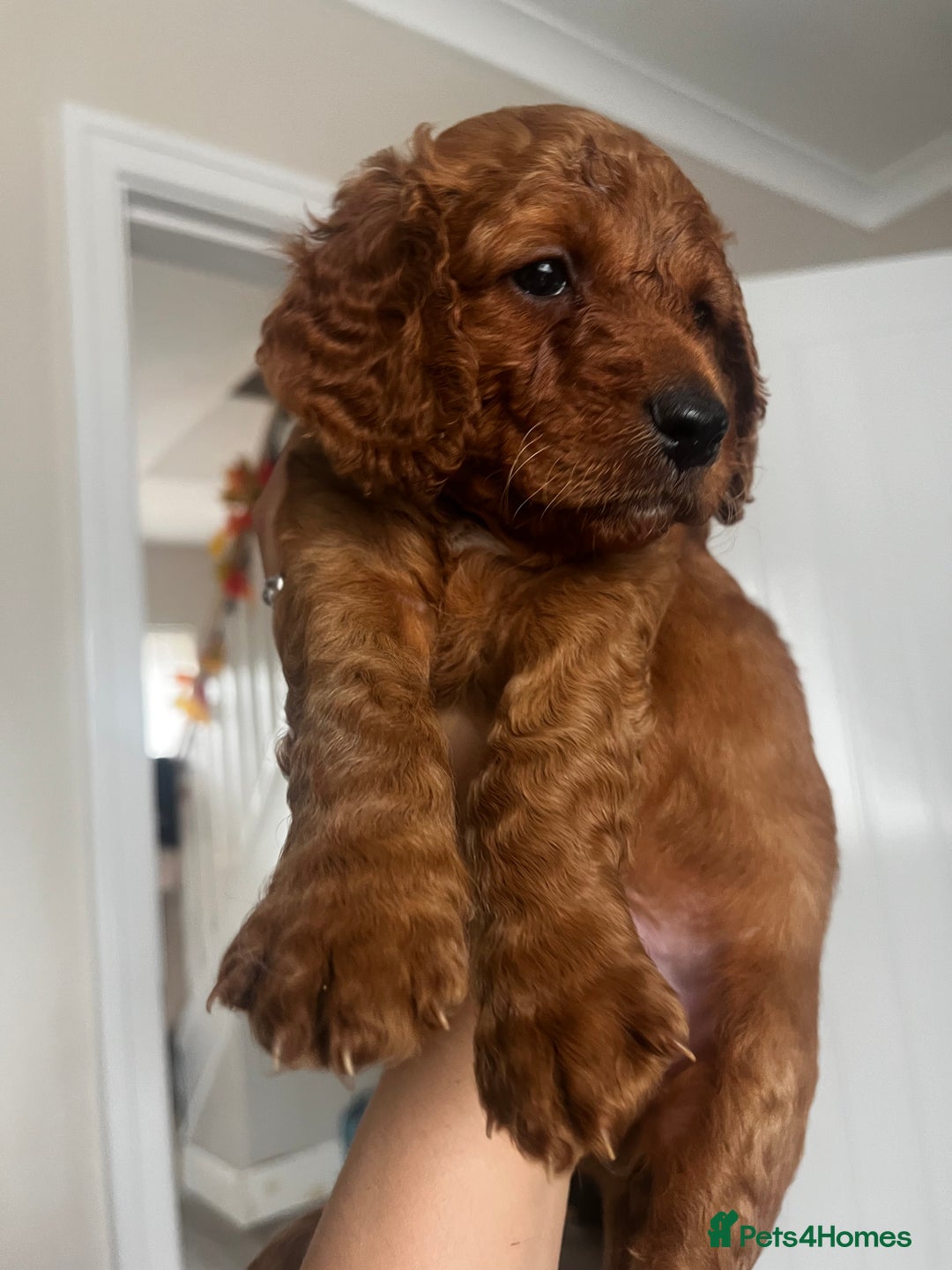 Cockapoo dogs for sale: Beautiful f2 puppies  - Image 8