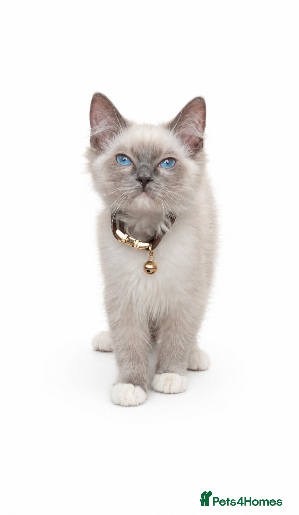 Ragdoll cats Male ragdoll - Advert 2