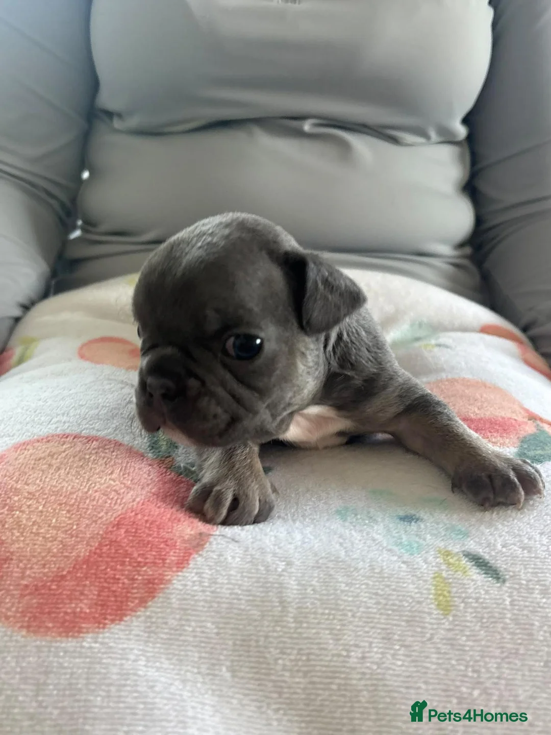 French Bulldog dogs for sale: French bulldog puppy's  in Epsom - Advert 12