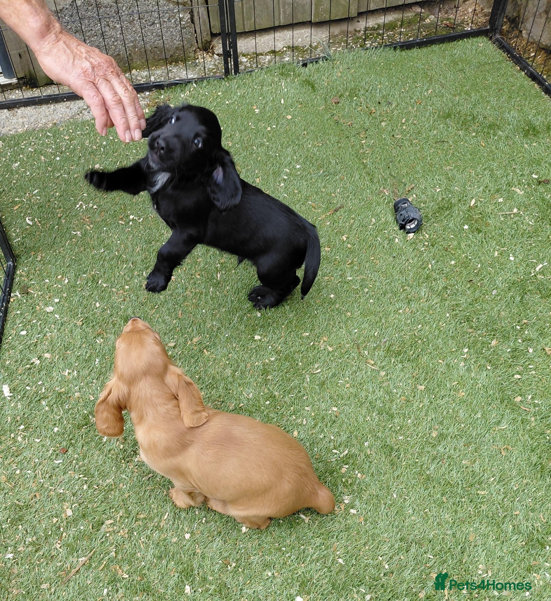 Sprocker dogs Sprocker puppies 75% cocker - Advert 2