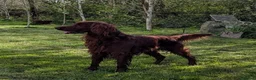 Irish Setter dogs for sale: Kennel Club Irish Setter Puppies  - Advert 14