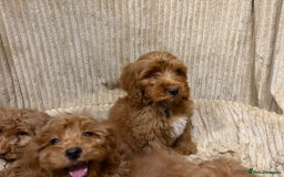 Cockapoo dogs for sale: Red Cockapoo  - Image 12