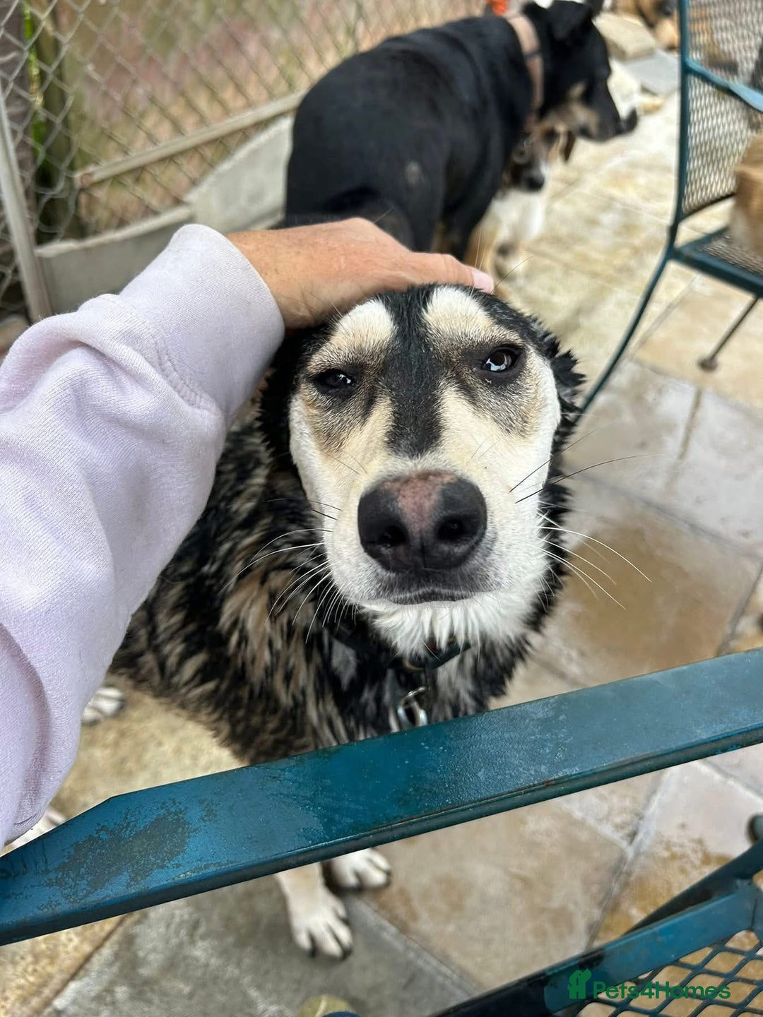 Mixed Breed dogs for adoption: Travis - Norwich Norfolk  - Image 1