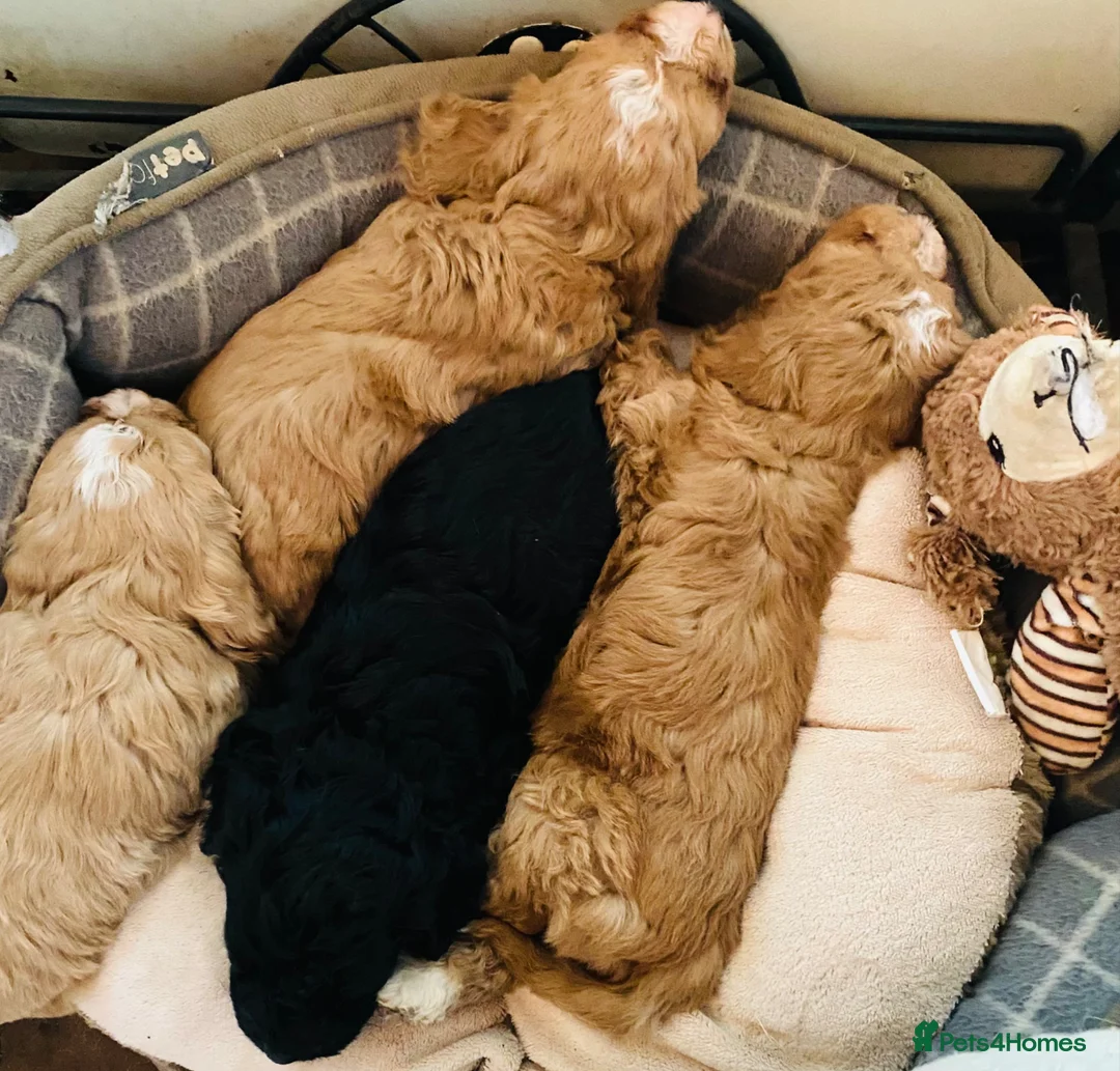 Cockapoo dogs for sale: 🌟EXCEPTIONAL F1 MINI COCKAPOOS~READY FROM MAY 🌟 - Advert 2