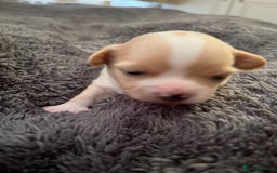 Chipoo dogs for sale: Chihuahua X toy poodle - Image 8