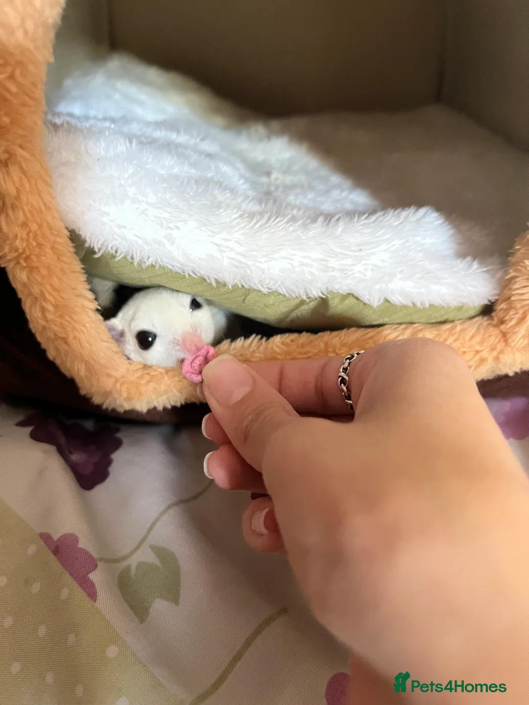 Sugar Glider rodents for sale: selling both sugar gliders  in West Drayton - Advert 5