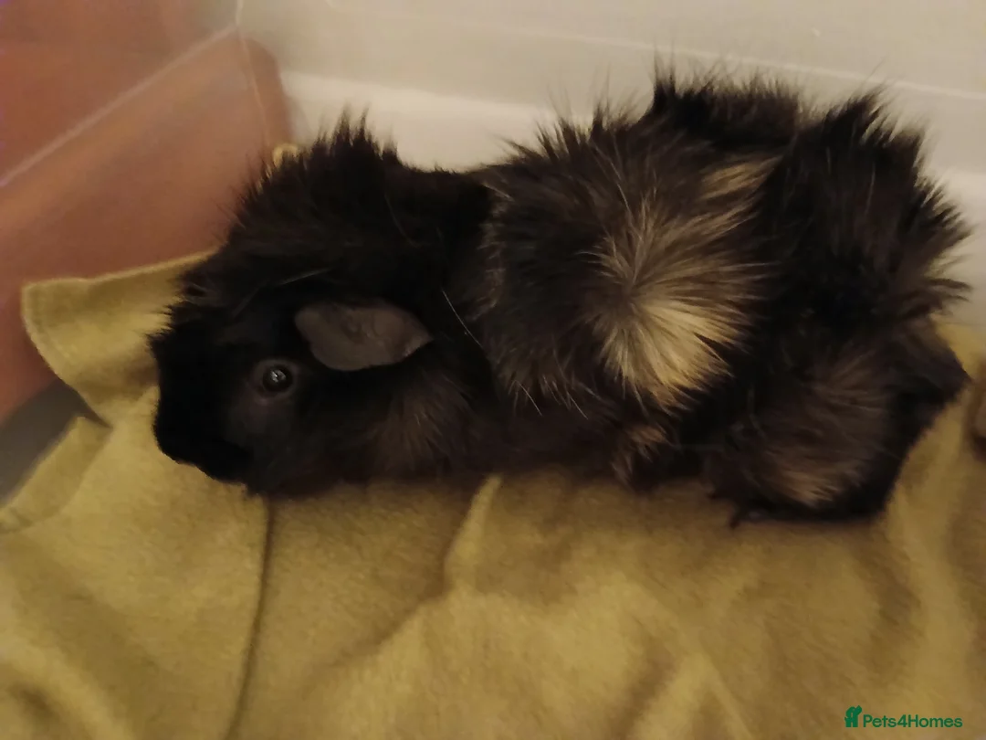 Guinea Pig rodents for sale: 08 Months Old Guinea Pig Male for Sale in Hindhead - Advert 2