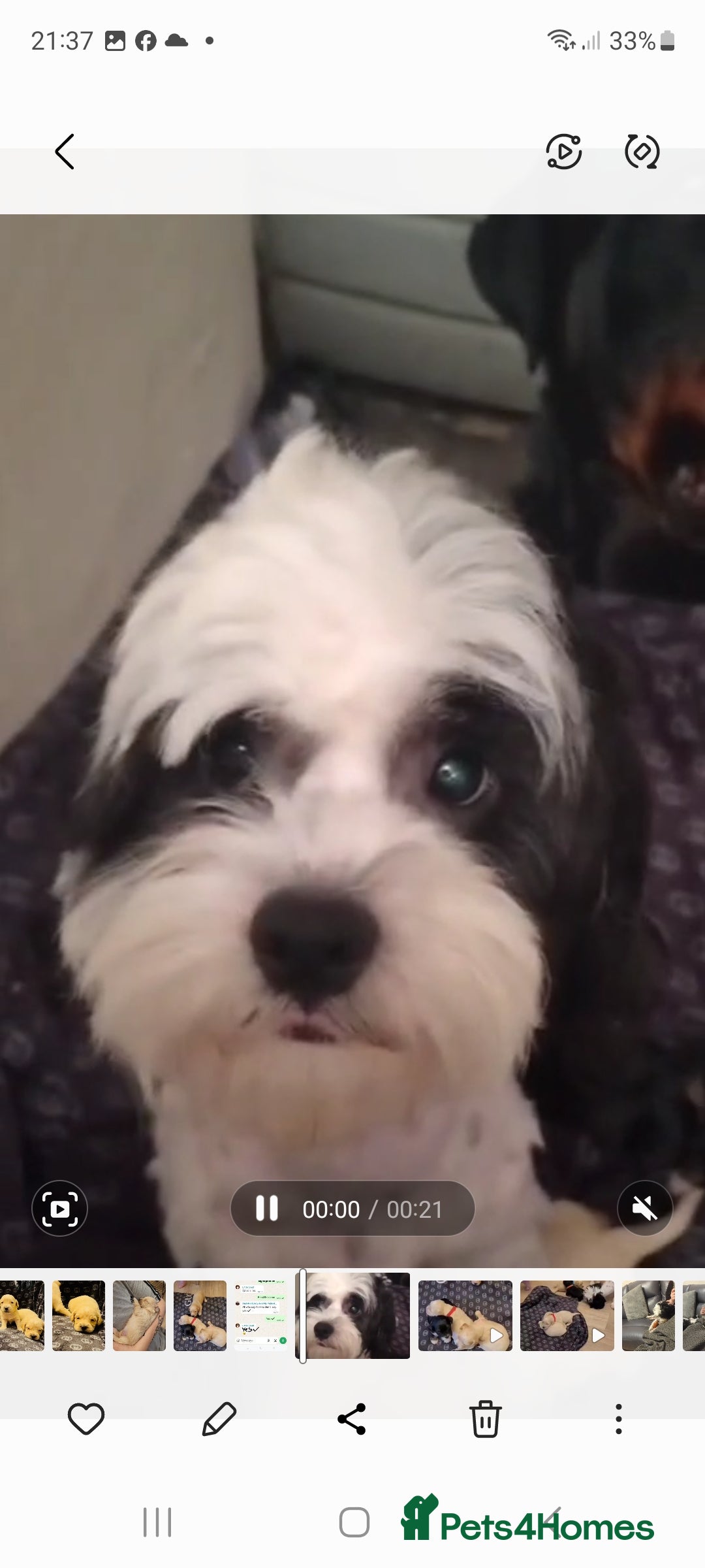 Shihpoo dogs for sale: Gorgeous shihtzu x miniature poodle puppies - Image 6