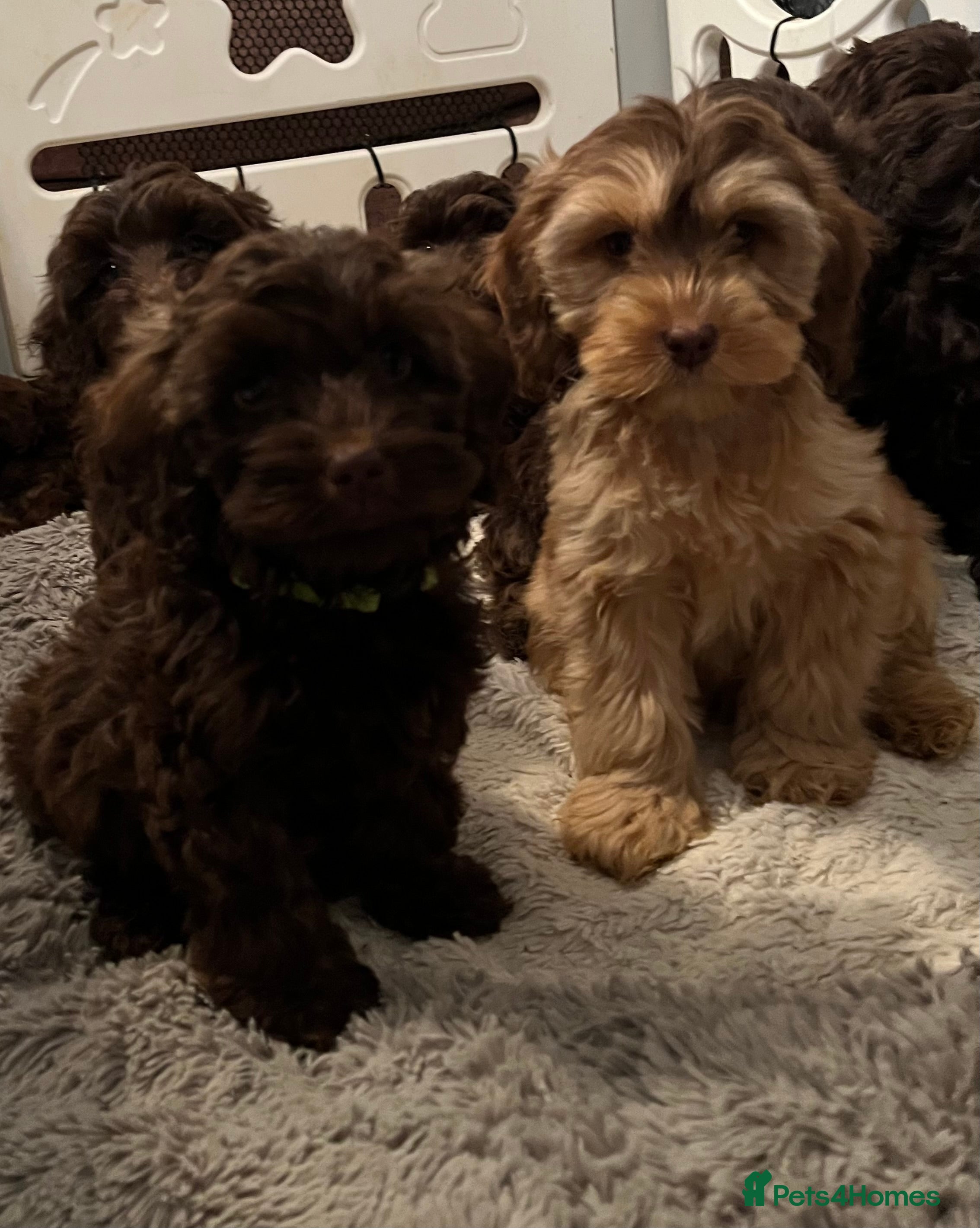 Cockapoo dogs 🩷🩷READY TO LEAVE🩷GORGEOUS🌟F1 Cockapoo pups  - Advert 5