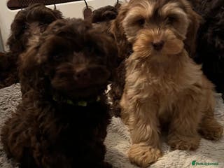 Cockapoo dogs 🩷🩷READY TO LEAVE🩷GORGEOUS🌟F1 Cockapoo pups - Advert 2