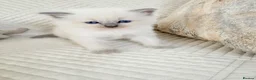 Ragdoll cats for sale: 3 Blue Point Kittens for sale - All Boys!! - Advert 34