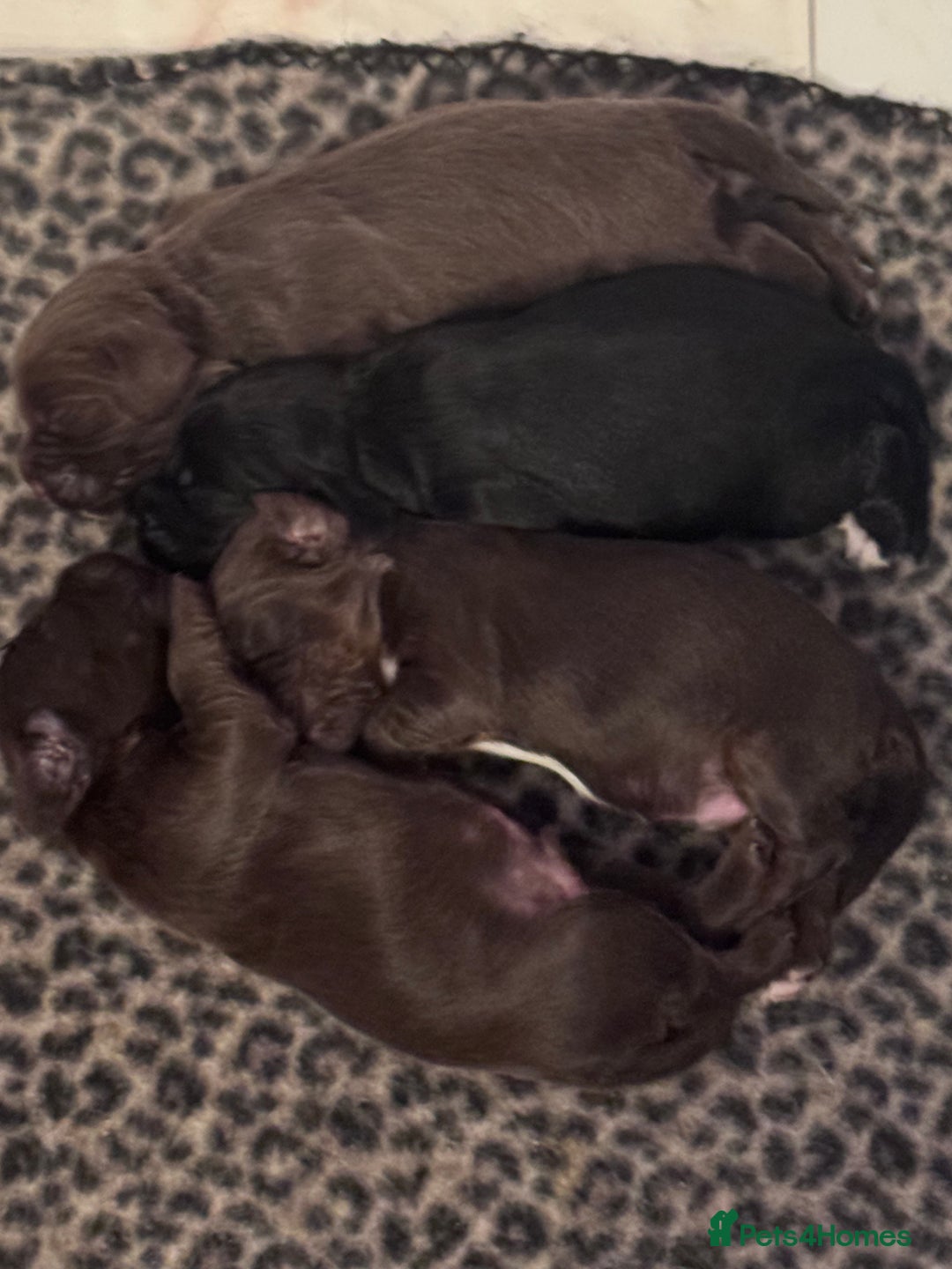 Sprocker dogs for sale: Stunning F1 sprocker puppies - Advert 9