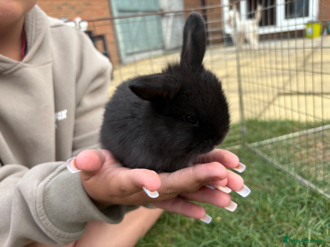 Mini Lop rabbits for sale: Adorable Baby Mini Lop Rabbits – Ready Soon! ✨🐰 - Image 7