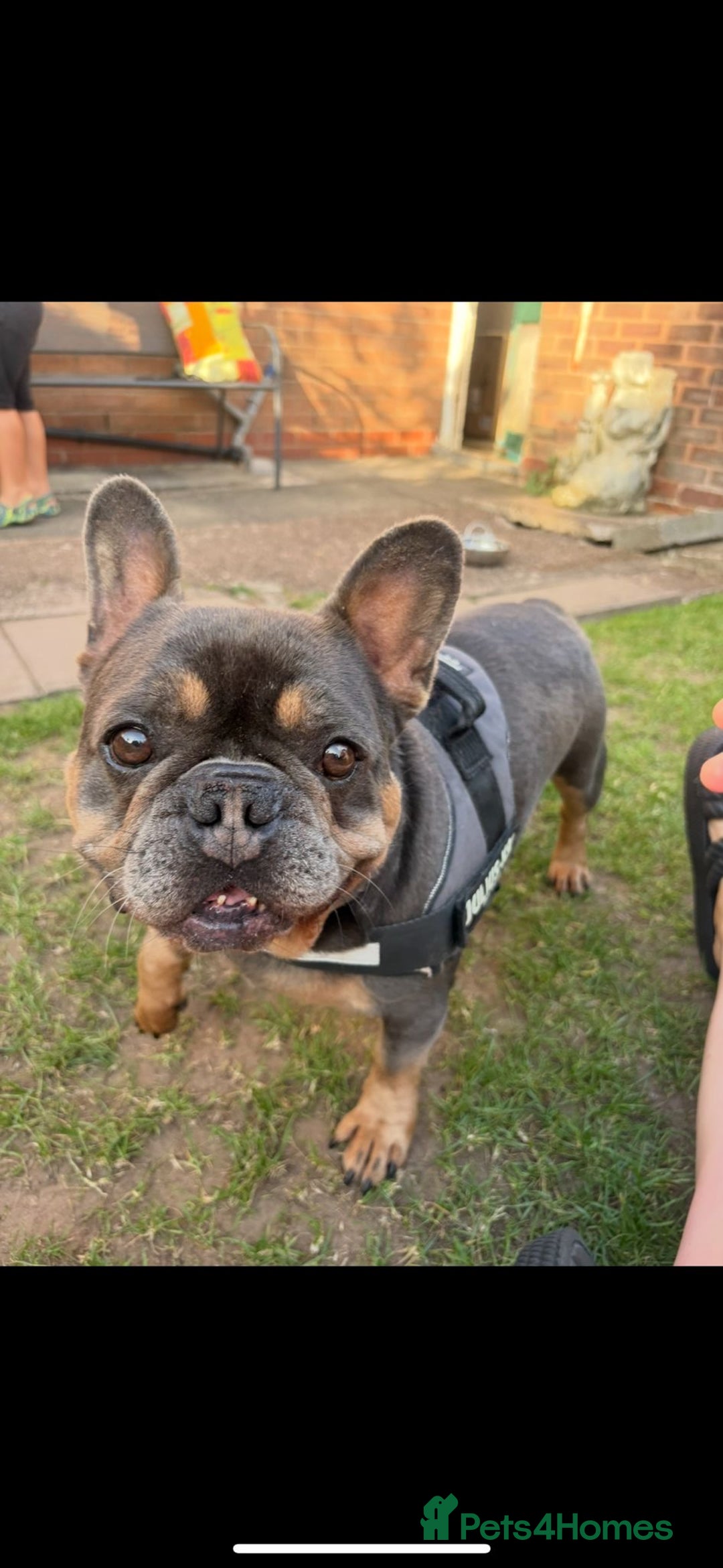 French Bulldog dogs for sale: 6 year old French bulldog looking for a new home - Image 1