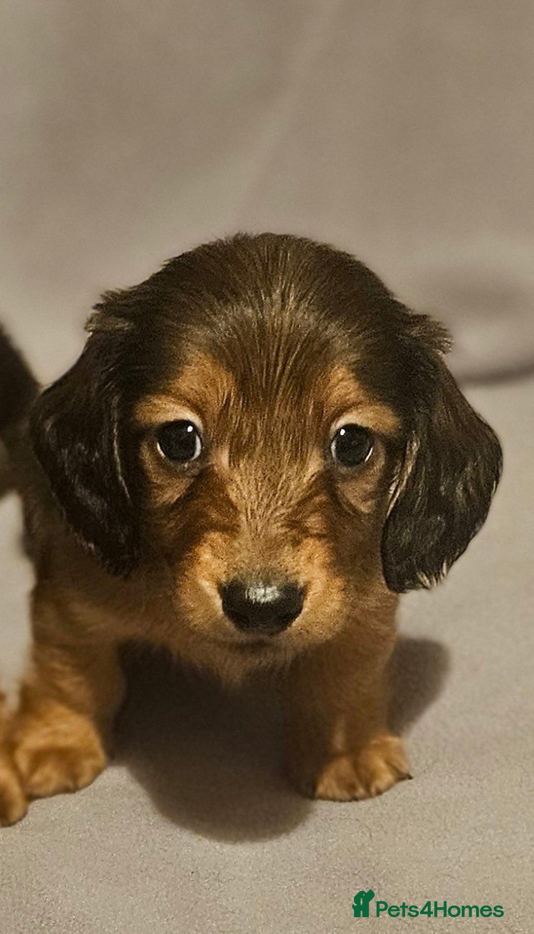 Miniature Dachshund dogs for sale: Longhaired miniature puppies - Advert 2