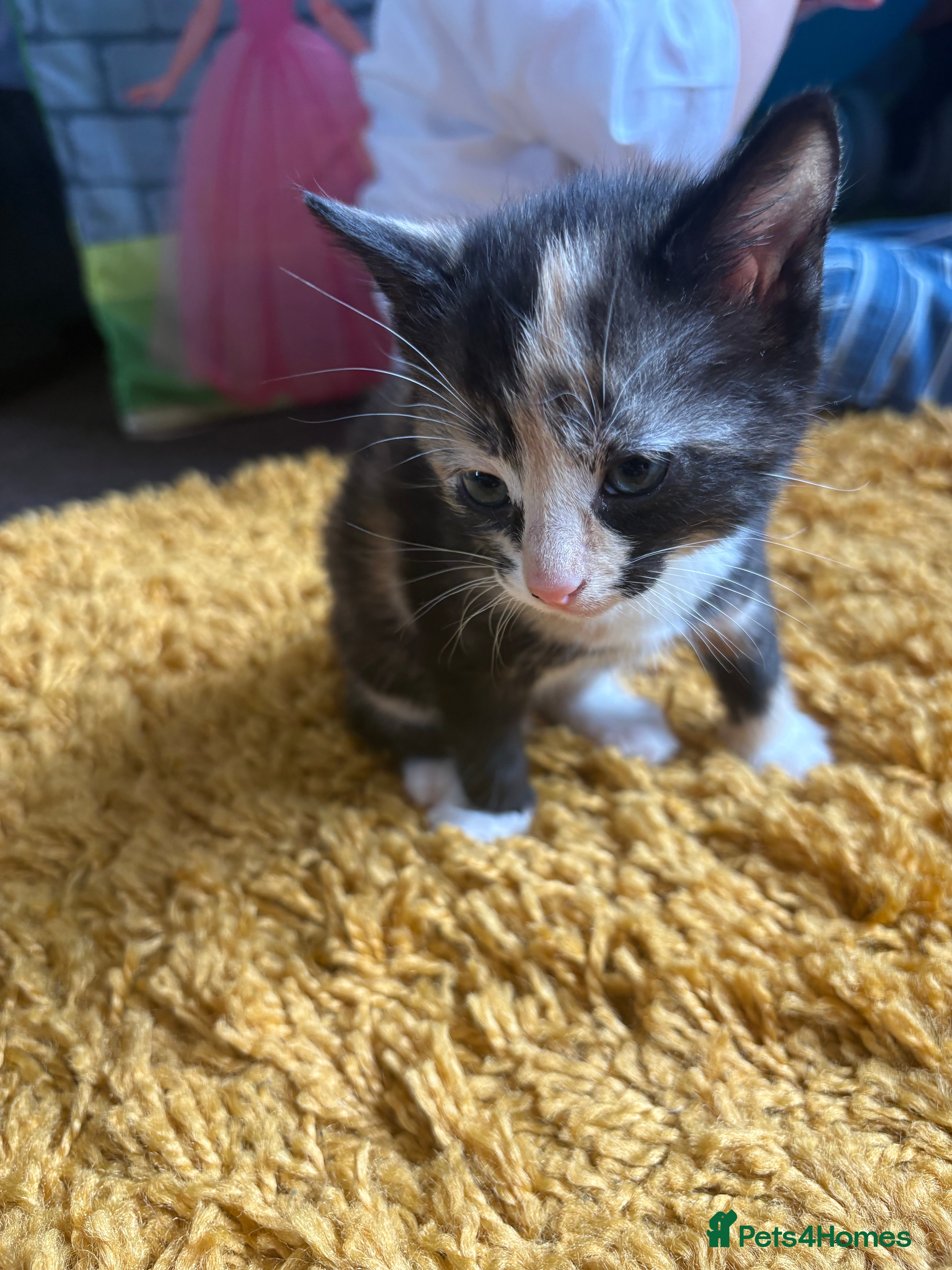 Domestic Shorthair cats Beautiful kittens looking for their forever homes - Advert 6