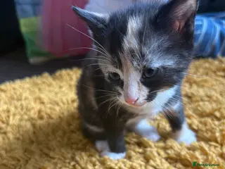 Domestic Shorthair cats Beautiful kittens looking for their forever homes - Advert 6