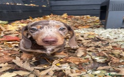 Miniature Dachshund dogs for sale: Beautiful 10 week old dapple pups available  - Image 4