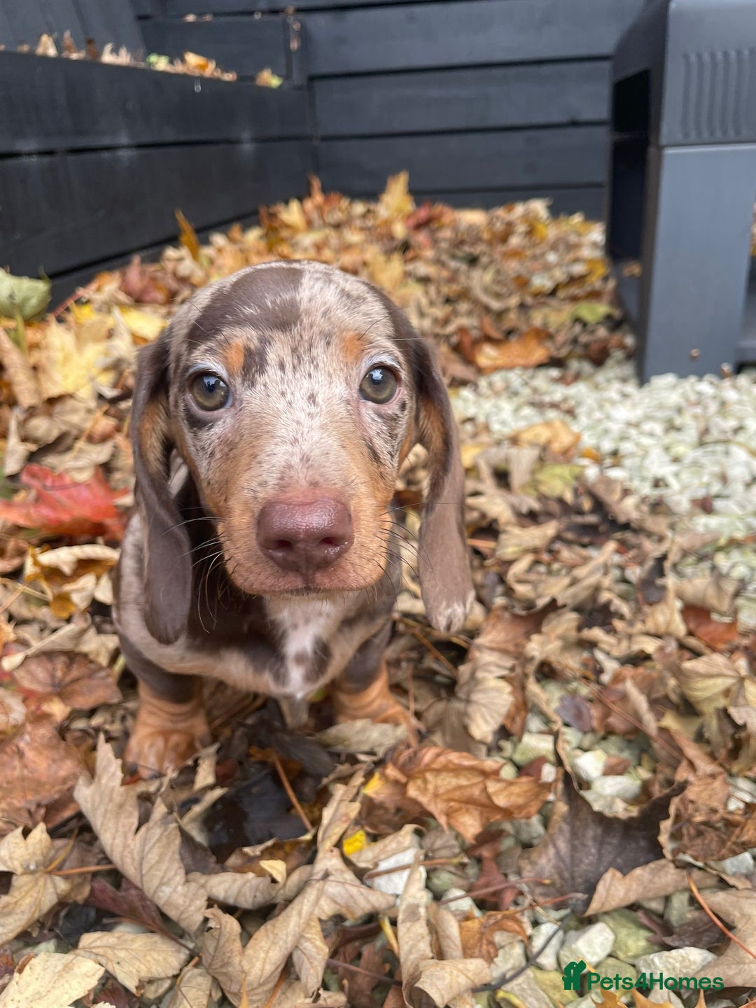 Miniature Dachshund dogs for sale: Beautiful 10 week old dapple pups available  - Image 4