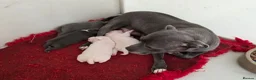 Staffordshire Bull Terrier dogs for sale: Kc staffordshire bull terrier puppies  - Advert 3