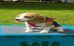Beagle dogs for sale: Beautiful 5 month old Beagle KC Registered - Image 1
