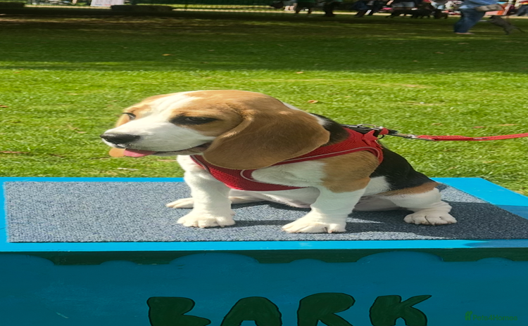 Beagle dogs - Advert 1