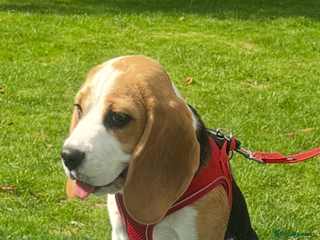 Beagle dogs - Advert 2