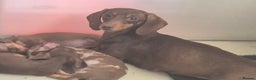 Miniature Dachshund dogs for sale: Miniature Dachshunds - Advert 2